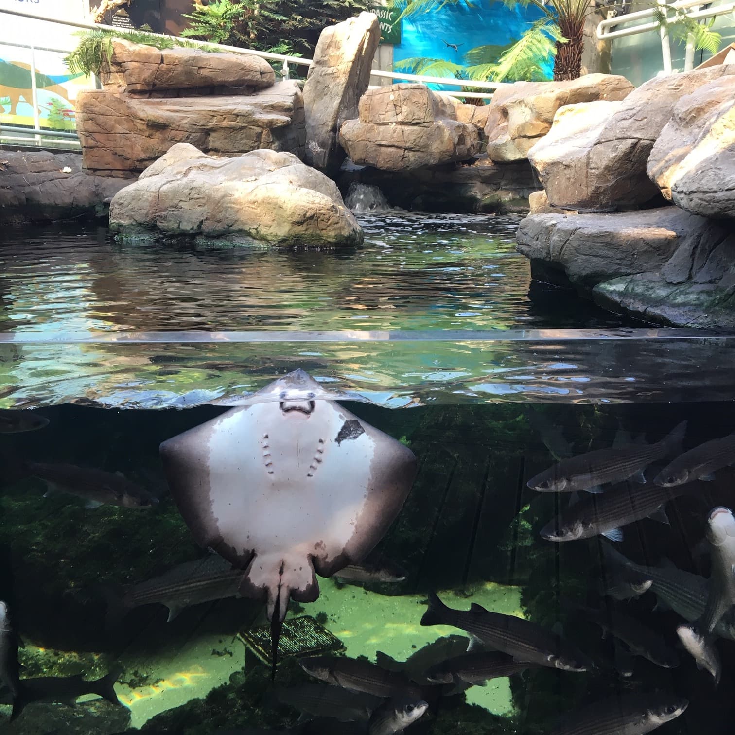 Bristol-Aquarium-2