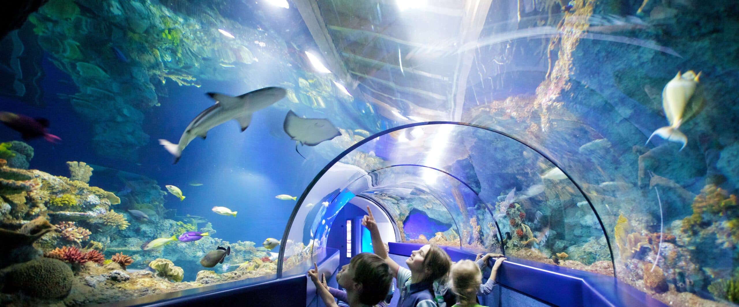 Bristol-Aquarium-3-scaled
