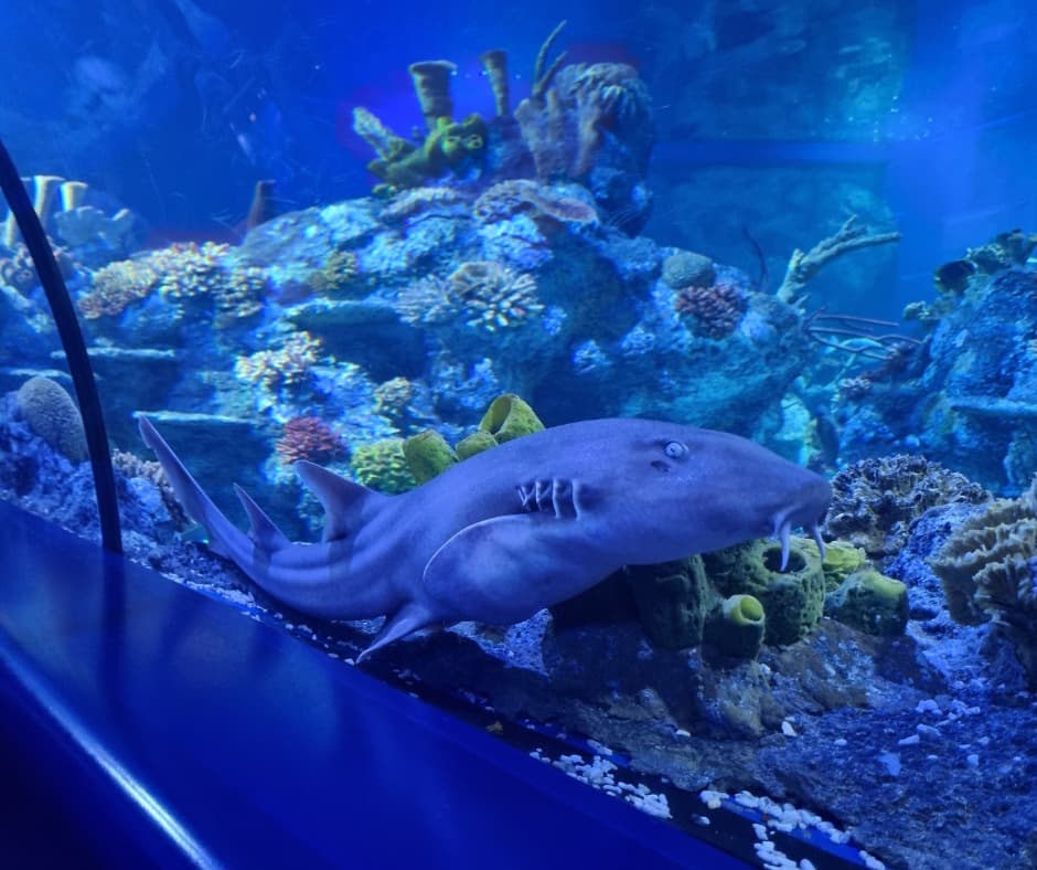 Bristol-Aquarium-6