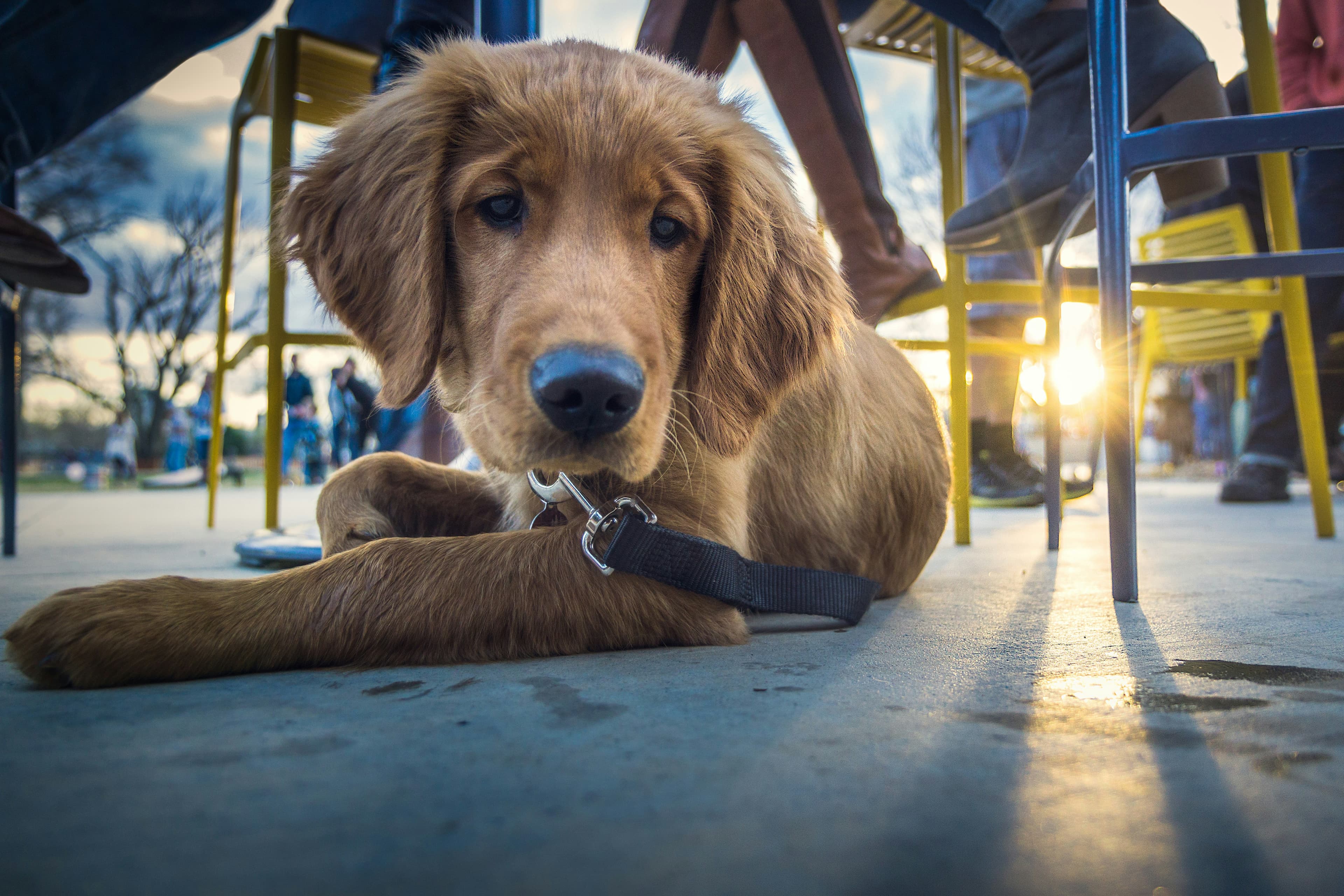 Your Apartment Ealing - Dog Friendly