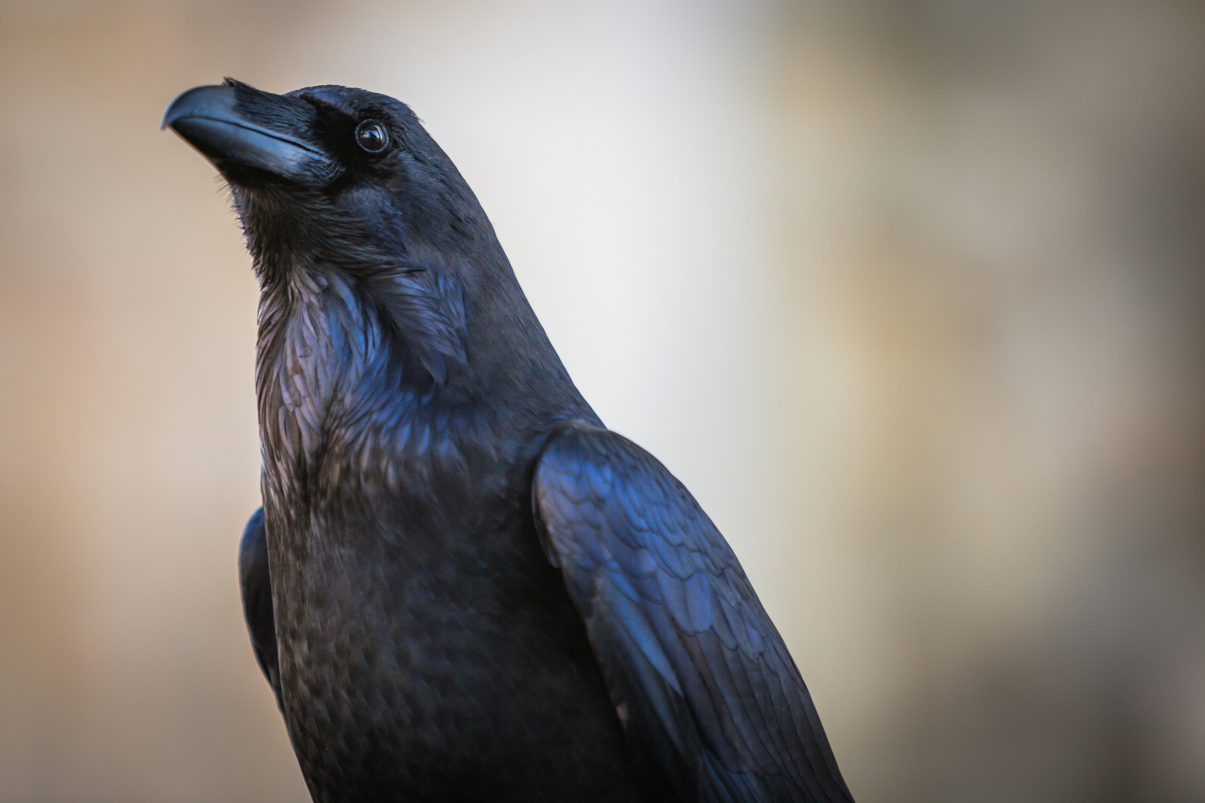 Your Apartment London - Crow
